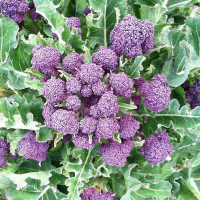 CYBEXIS Heirloom ‘Purple Sprouting’ Broccoli2000 Seeds Seed(2000 per packet)