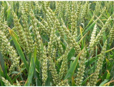 Qualtivate KGF -102 Hard Red Winter Wheat Seed(2000 per packet)