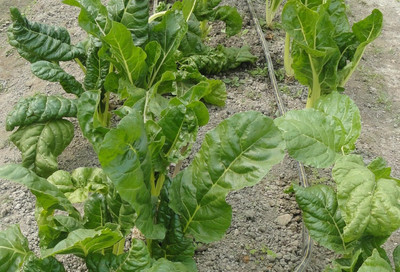LPR SPINACH , PALAKH Seed(250 per packet)