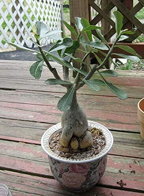 Qualtivate TLX-436 Adenium Obesum Desert Rose Impala Lily Seed(30 per packet)