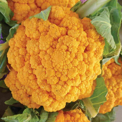 CYBEXIS Cheddar Cauliflower Seed(500 per packet)