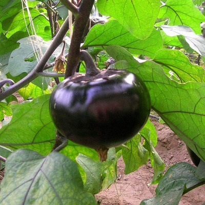 CYBEXIS Heirloom Round Purple Brinjal Eggplant Seeds2400 Seeds Seed(2400 per packet)