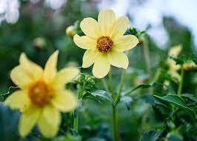Seedsqlty Dahlia flower seeds mixed flower, high germination (55 seeds) Seed(55 per packet)