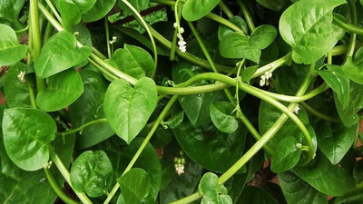 Qualtivate XLR-36 Malabar Spinach Seeds Seed(500 per packet)