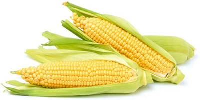 WILLVINE VMR -I Corn Seeds, Premium Non-Treaded Maize-[500g] Seed(2000 per packet)