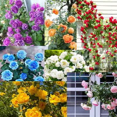 N.G.M. AGROCARE Imported Hybrid Climbing Rose Flower Mixed SeedsYear-Round Blooms Seed(107 per packet)