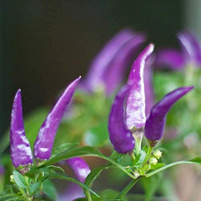 CYBEXIS Purple Pepper Seeds Non-GMO Vegetables Outdoor600 Seeds Seed(600 per packet)