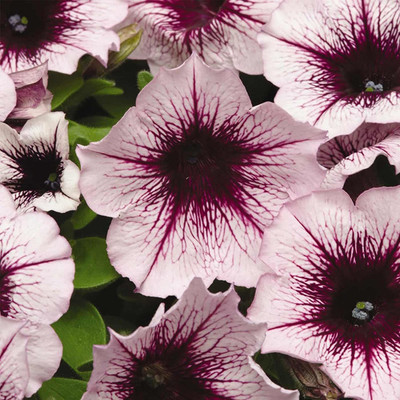CYBEXIS XL-12 - Petunia - Madness Series Flower Garden Plum Crazy Blooms - (540 Seeds) Seed(540 per packet)