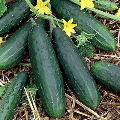 VibeX GUA-66 - Spacemaster Cucumber High-Yield - (450 Seeds) Seed(450 per packet)