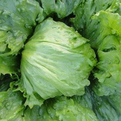 CYBEXIS Sweet Lettuce Lactuca Farm Home Garden Vegetables Seeds4000 Seeds Seed(4000 per packet)