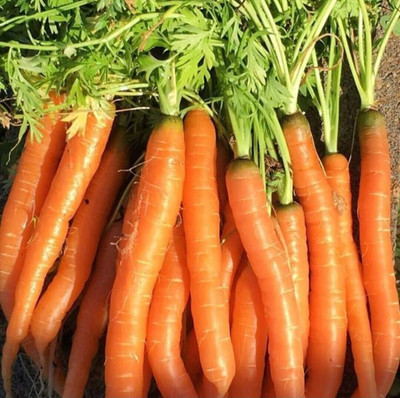 PETALFLEUR Carrot/gajar Seed(50 per packet)