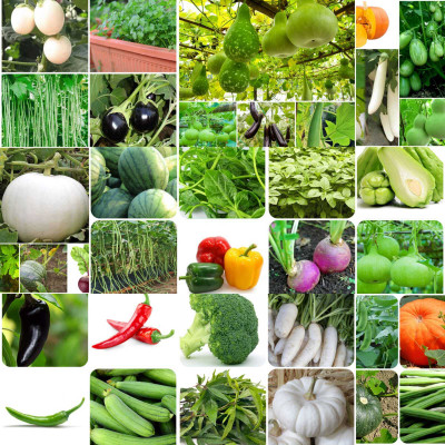 Pbevergreen Summer 40 Variety Vegetable (Sabji Ke Beej) Seed(1800 per packet)