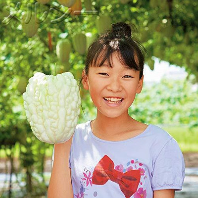 Qualtivate HUA-8A Chinese Bitter Gourd White Heirloom Seed(50 per packet)