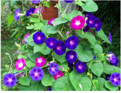 Quentova Ipomea Morning Glory Flower-VII-4A Seed(150 per packet)