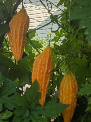 Quentova Hat Kho qua Bittergourd seed-VISHVA Seed(75 per packet)