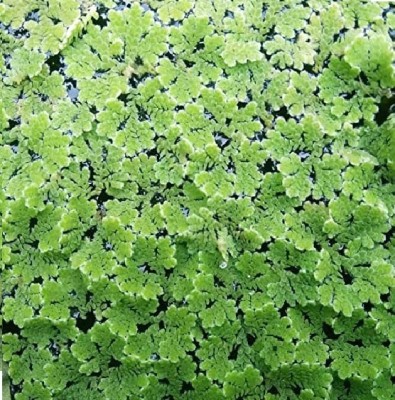 BDSresolve Azolla seeds/azolla seeds for plant/azolla plant seeds/lemna minor seeds Seed(2600 per packet)