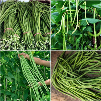 EcoFusion Long beans seeds Seed(99 per packet)