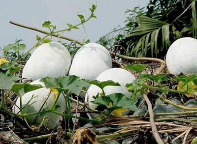 Cloud Farm AshGourd/Peta Seed(15 per packet)