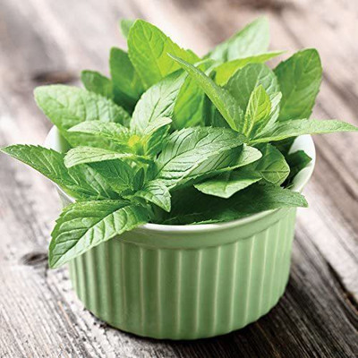 CYBEXIS NDIR-17 - Peppermint Herb - (1350 Seeds) Seed(1350 per packet)