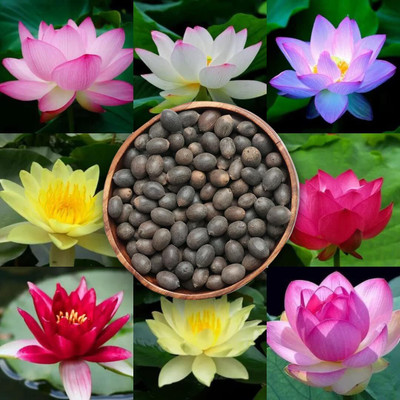 LPR LOTUS Seed(10 per packet)