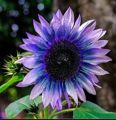 CYBEXIS TLX-58 - Rare Exotic Purple Sunflowers - (450 Seeds) Seed(450 per packet)