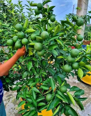 Aywal Darjeeling variety Mosambi Citrus Limetta Seed(7 per packet)