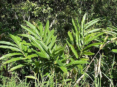 CYBEXIS XLR-57 - Chota Elach -Cardamom -Veldode -Yallaki -EalaChai - (60 Seeds) Seed(60 per packet)