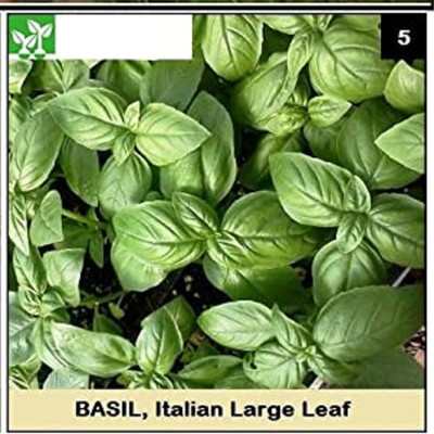 CYBEXIS ITALIAN LARGE LEAF BASIL-500 Seeds Seed(500 per packet)