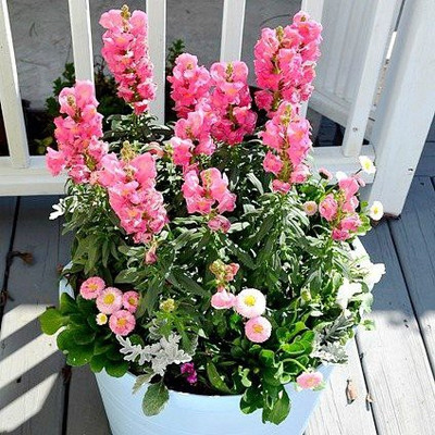 ACCELCROP Antirrhinum Rocket Mix Flower Seed(13 per packet)