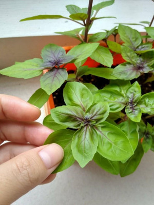 Qualtivate LXI-53 Red Rubin Basil Seeds Seed(1000 per packet)