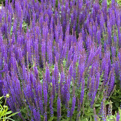 CYBEXIS Salvia 'Hot Lips' Perennial Garden Plug Plants Seed(1 g)