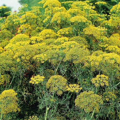 CYBEXIS VXI-19 - Bouquet Dill - (250 Seeds) Seed(250 per packet)