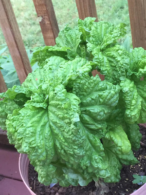 Qualtivate TLX-26 Lettuce Leaf Basil Seed(1000 per packet)