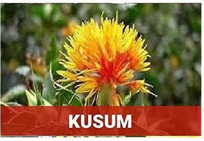 CYBEXIS Kusum100 Seeds Seed(100 per packet)