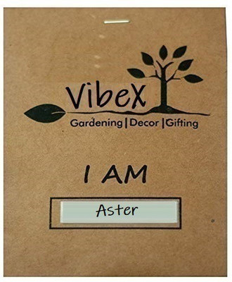 CYBEXIS Aster Double Mixed Seeds Seed(50 per packet)