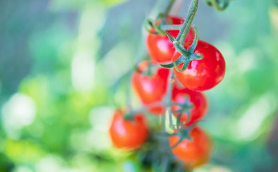 ShubhBhakti tomato Seed(55 per packet)