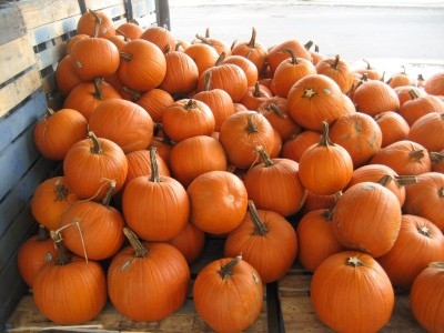 Qualtivate HUA-4A Island Pumpkin Premium Hybrid Quality Seed(50 per packet)