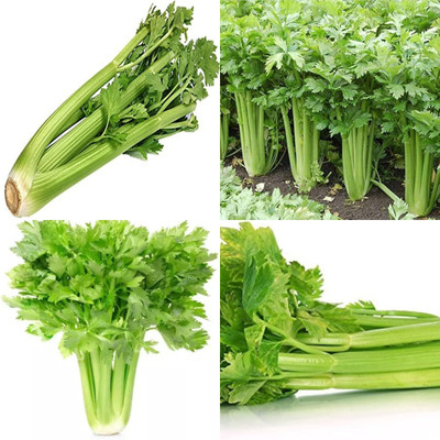 ibains Celery seeds organic bij 30 Seed(30 per packet)