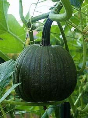 CYBEXIS VXI-87 - Pumpkin(Green) Hybrid - (900 Seeds) Seed(900 per packet)