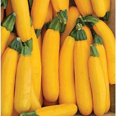 VibeX ® LXI-346 Goldrush Yellow Zucchini Squash Seed(100 per packet)