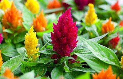 Lorvox Celosia Pulmosa Flower -Mixed Color Seed(60 per packet)