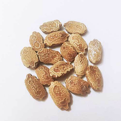 EDEN OF EARTH BITTER GOURD SEEDS Seed(50 per packet)