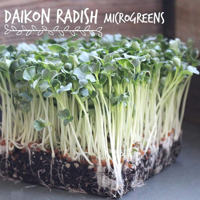 Qualtivate ICRA-4A Daikon Radish Sprouting Seeds Seed(300 per packet)