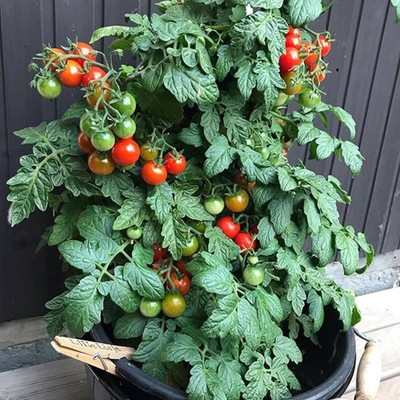 ibains Hybrid tomato vegetable seeds Seed(355 per packet)