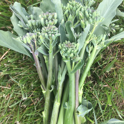 WILLVINE HUA -XI Chinese Broccoli Seeds [1g] Seed(300 per packet)