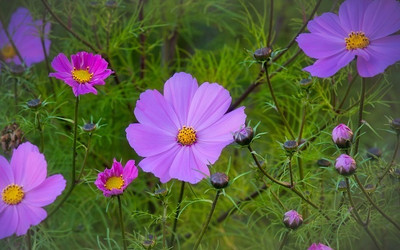 ZIXA Purple Cosmos Seed(100 per packet)
