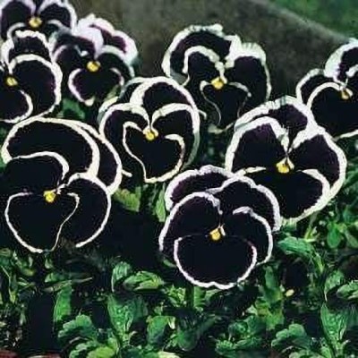 CYBEXIS Giant Dark Purple Pansy Seeds - Viola x wittrockiana Seed(50 per packet)