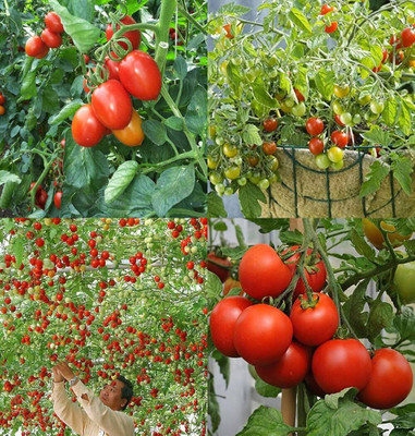 ibains Tomato tree seed bij 74 Seed(74 per packet)
