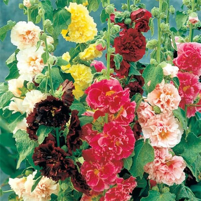 Mozette Exotic holly hock Seed(47 per packet)