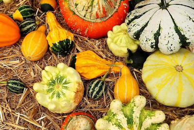 Qualtivate GXL-6AT Pumpkin Seed Mix Ornamental Squash Seed(50 per packet)